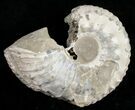 Bargain Liparoceras Ammonite - Very D #10704-1